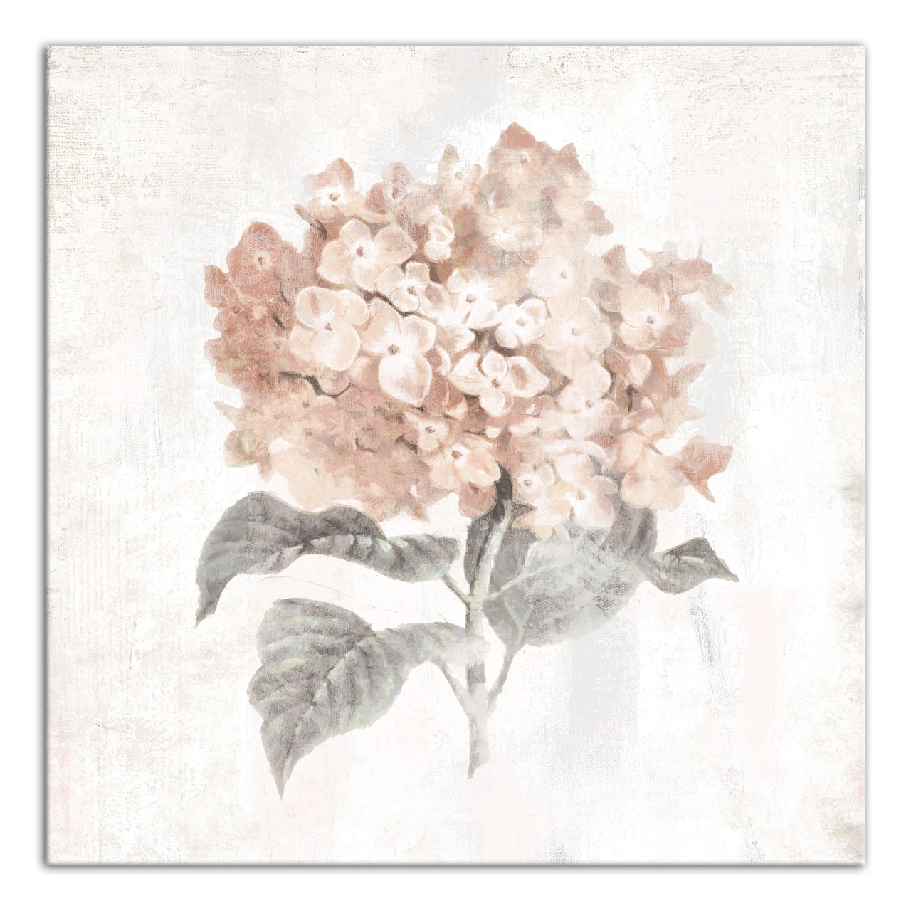 Blush Hydrangea 24" x 24" Canvas Wall Art